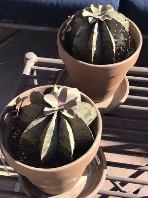 Faux cacti