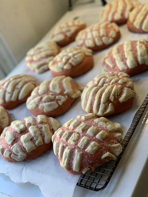 Traditional Pink Conchas