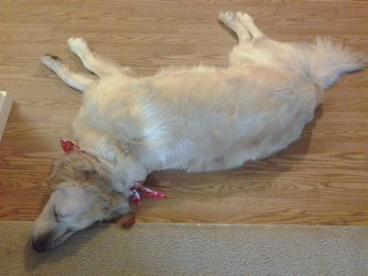 Casey, aka Wild Man, napping after his grooming appt at Doggone Salon.