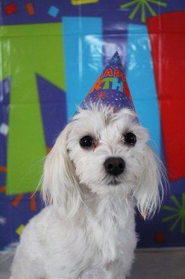 Do you have a dog celebrating a birthday? We have a birthday package for your dog, check out our website or call (605) 232-DOGS