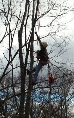 McDaniel Tree Services