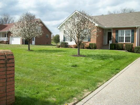 Bradford Pear Trees Trimmed & Lawn Mowed