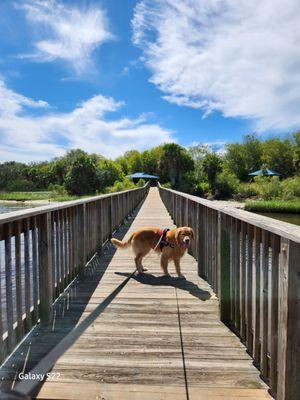 Walking the pup