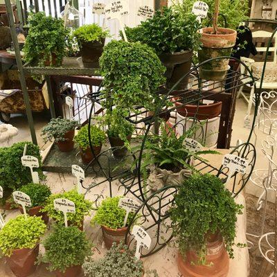 Live houseplants & topiaries!