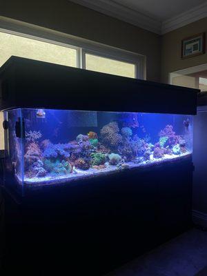 Reef Tank