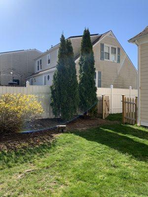 Emerald green arborvitae transplant