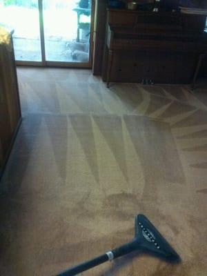 Professionally cleaned carpets