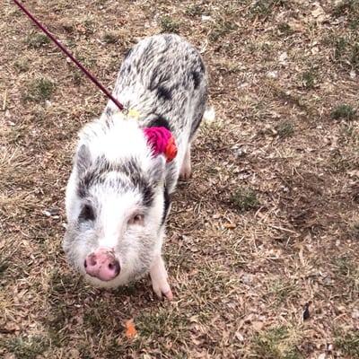 Olive the pig