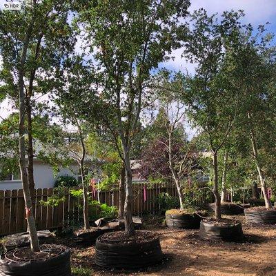 We grow large OAK trees on our Napa farm