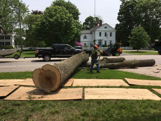 Removing a dead Ash with a crane on North Street in Litchfield