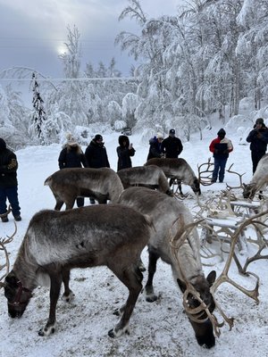 Running Reindeer Ranch