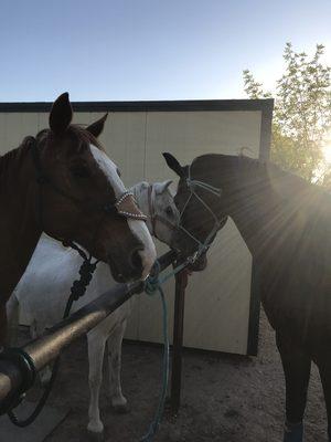 "Merry Legs, Beauty and Ginger" aka Coby, Harten and Ruger