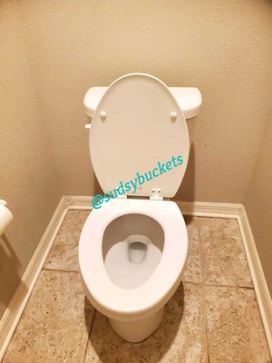 Toilet cleaning in Riverview, fl