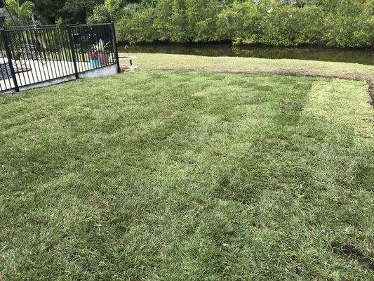 Fresh installed St Augustine Sod