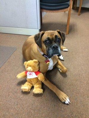 Our office mascot Zoey McAuliffe