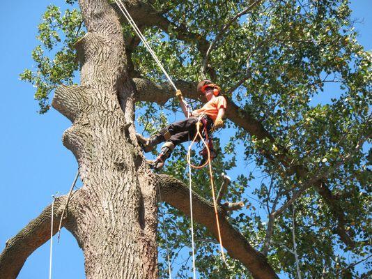 NW Tree & Stump Removal