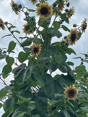 Beautiful sunflowers in their garden by the goat pen.