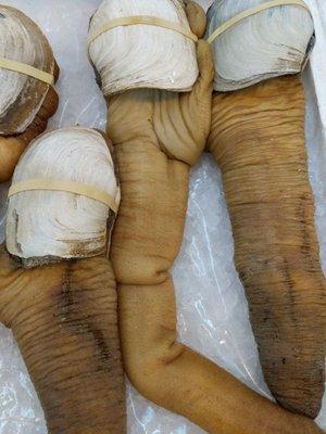 Geoduck (gooeyduck) is a bivalve clam. It lives up to 150 years! Yeah! I know!