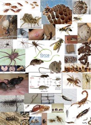 Call before your kitchen looks like this spreadsheet of common local critters!