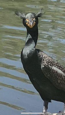 Double crested  Cormorant