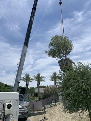 Over the house tree installation!