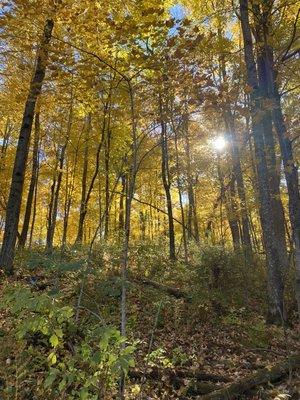 Fall colors in a maple woods.