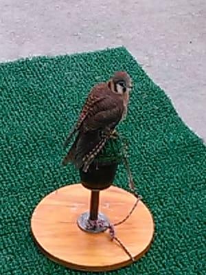 American Kestrel, smallest falcon in America.