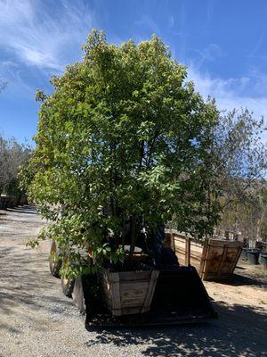 Camphor tree .. an very good every green shade tree !!!