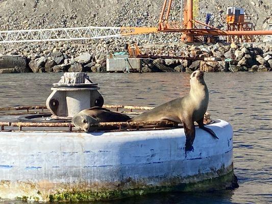 Seal near Catalina Island