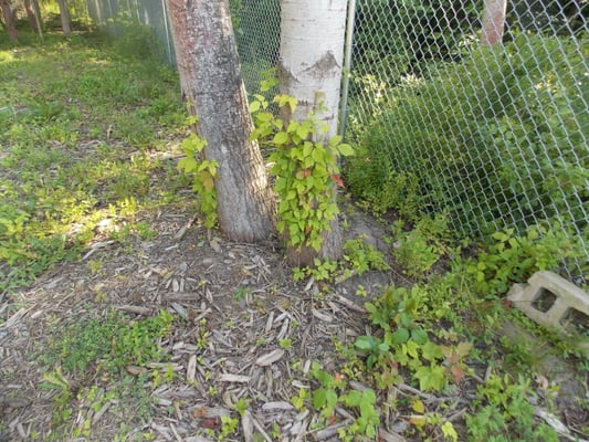 Poison ivy climbing tree on right side of large dog enclosure