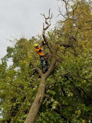 Tree Cutting Service Brainerd MN