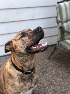 Thor #rhodesianridgeback #pitties