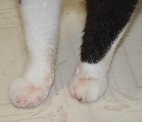 Blood on both front legs and paws