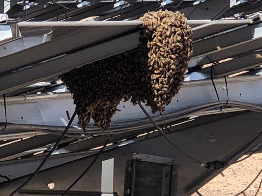 Bee swarm on bottom of solar panel