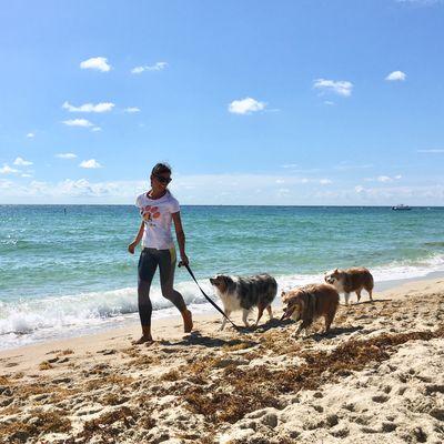 Dog care, beach day