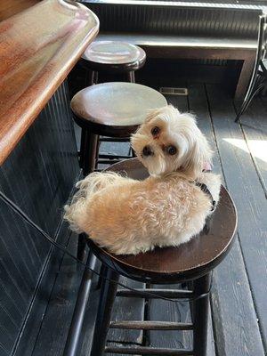 Coco sitting at the bar