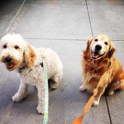 Goldens! Retriever and Doodle!