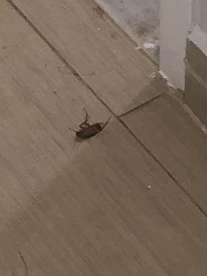 Killed a waterbug in the hallway