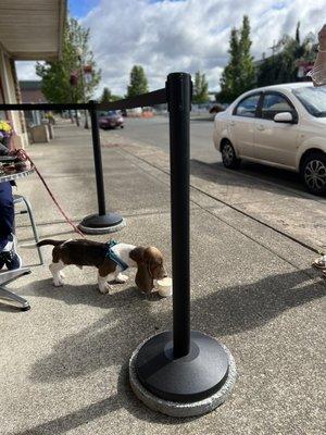 Outdoor puppy area