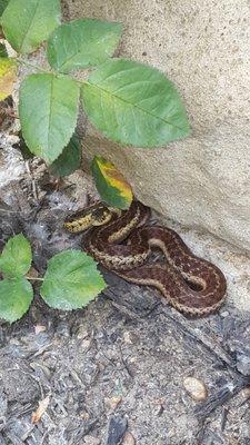 Snake control in Amherst, NY