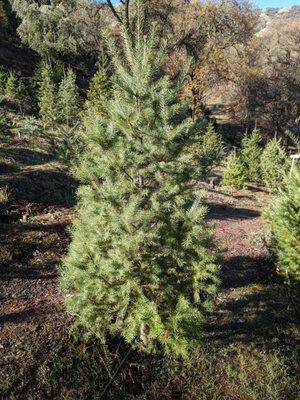 Douglas Fir Tree