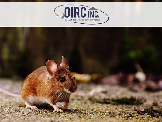 Oregon Insect & Rodent Control