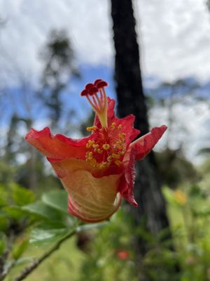 Hawaiian Paradise Park