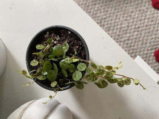 Baby string of turtles, $12 with tax! It came in a 2" pot :)