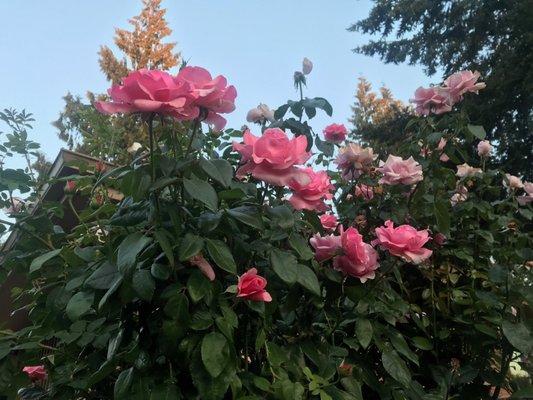 Remember to slow down, pause, & smell the roses...@ Rosy Glow Aesthetics of course!