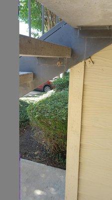 Wasp nest on stairs