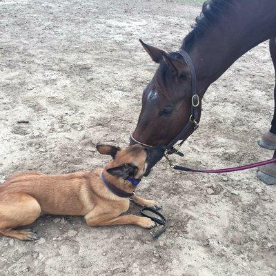 Learning Off Leash Manners With Horses