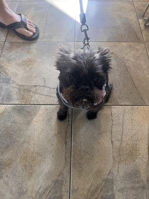 Have you ever seen a French Bulldog/Brussels Griffon mix? Day made!