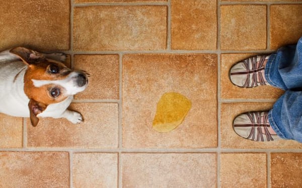 No worries.. Deep Tile & Grout Cleaning  to the rescue