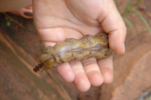 Subterranean Queen lays 2000 eggs per day and lives 40 feet under ground